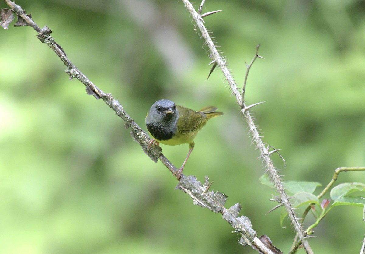 Mourning Warbler - ML620757439