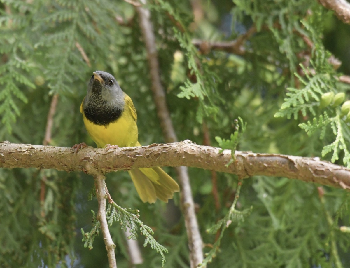 Mourning Warbler - ML620757440