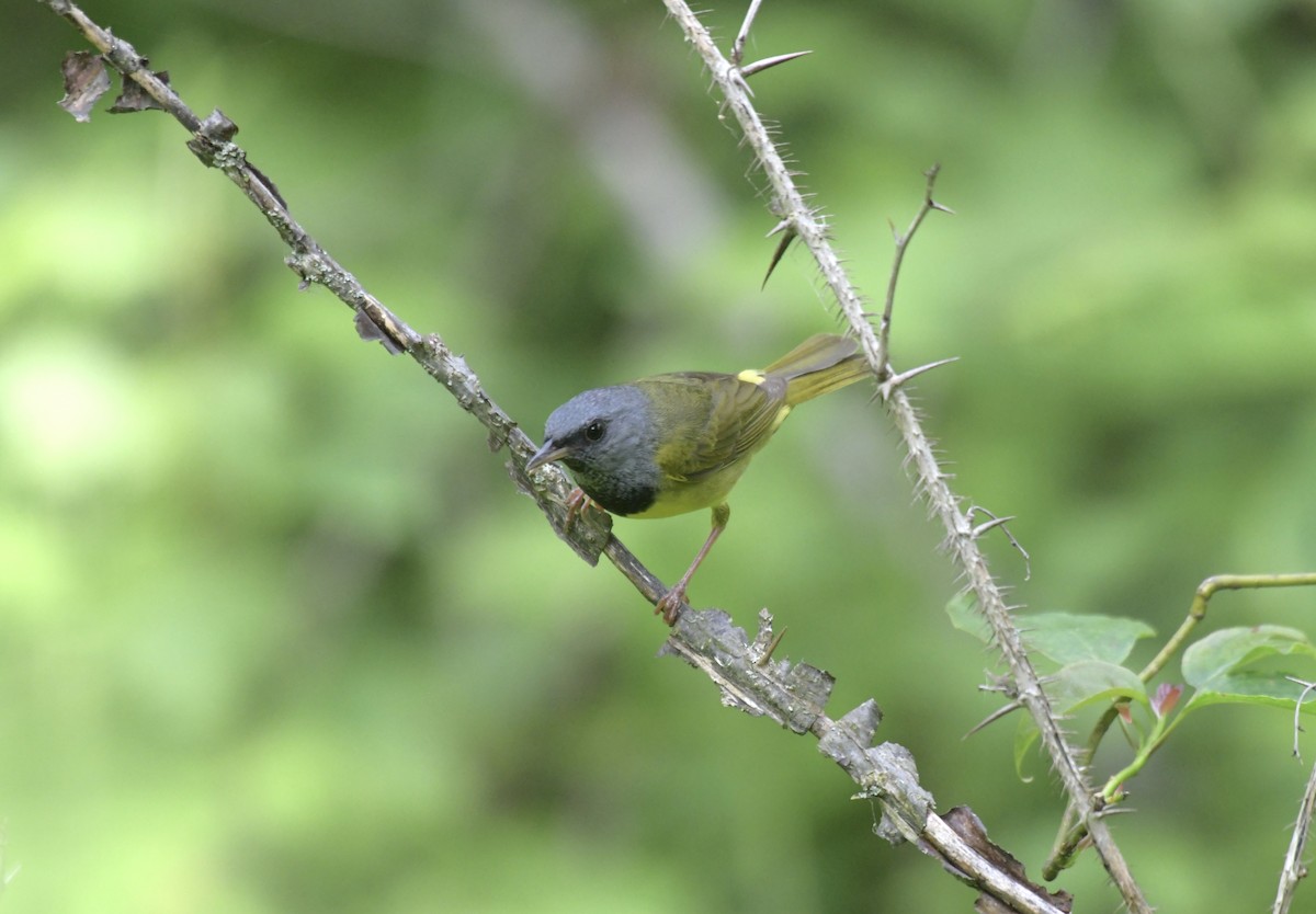 Mourning Warbler - ML620757441