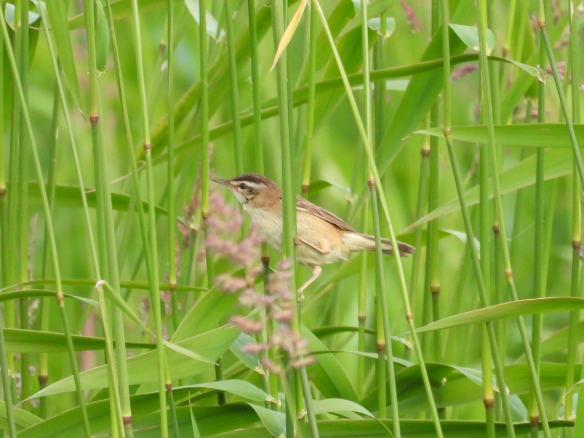 Sedge Warbler - ML620757442