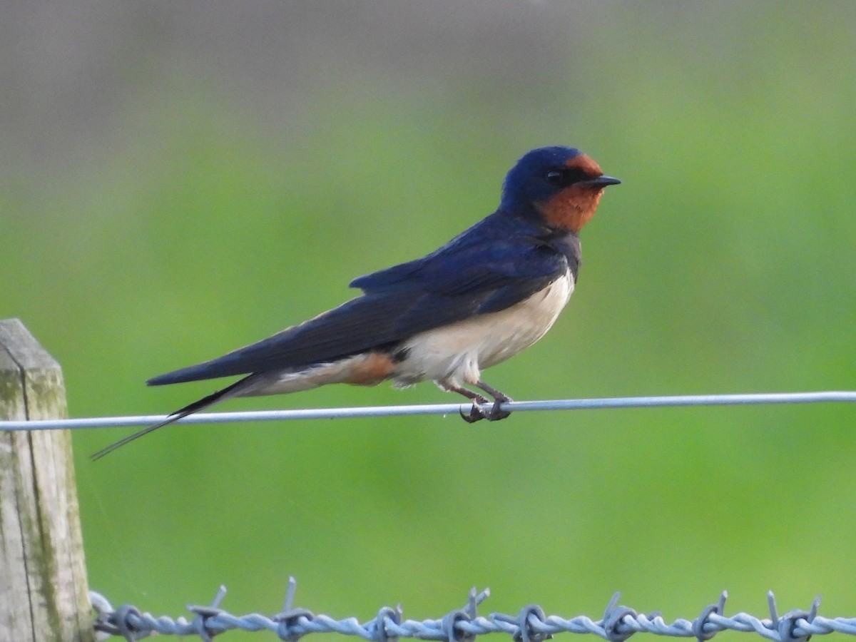 Barn Swallow - ML620757445