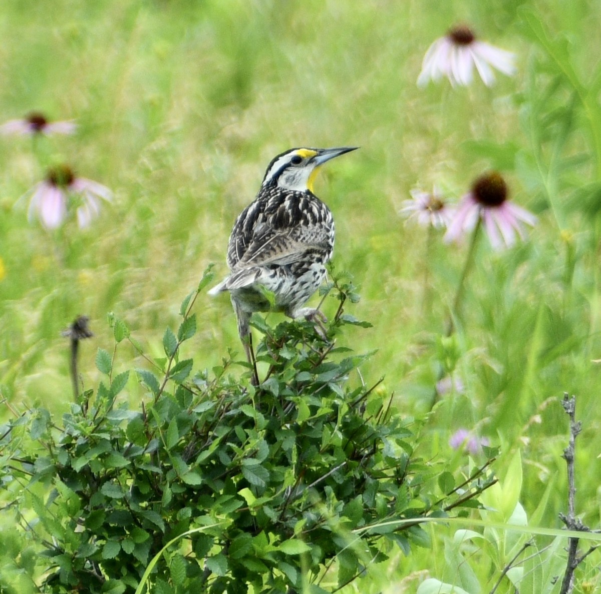 Eastern Meadowlark - ML620757456