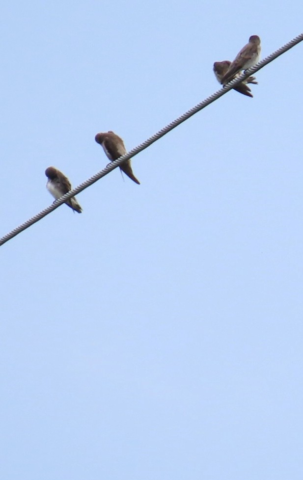 Northern Rough-winged Swallow - ML620757457