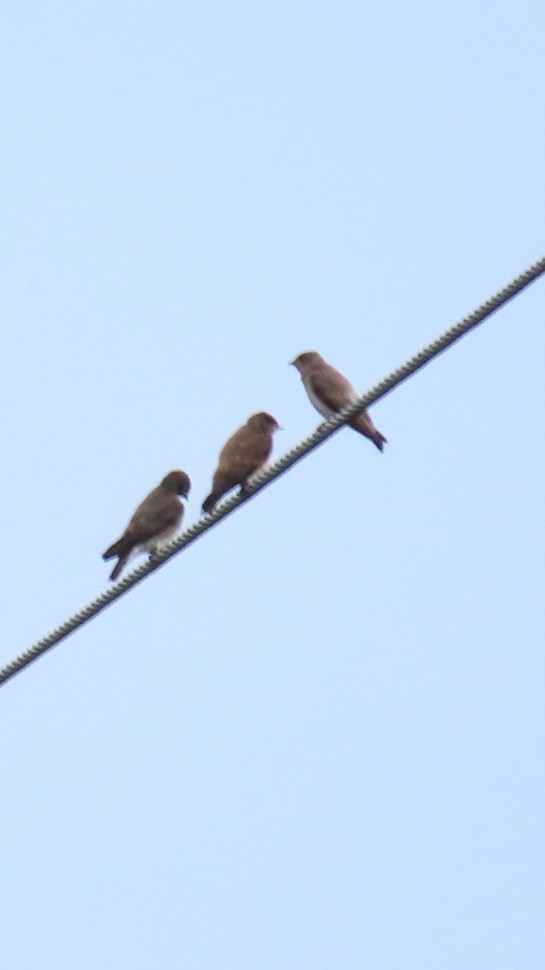 Northern Rough-winged Swallow - ML620757458