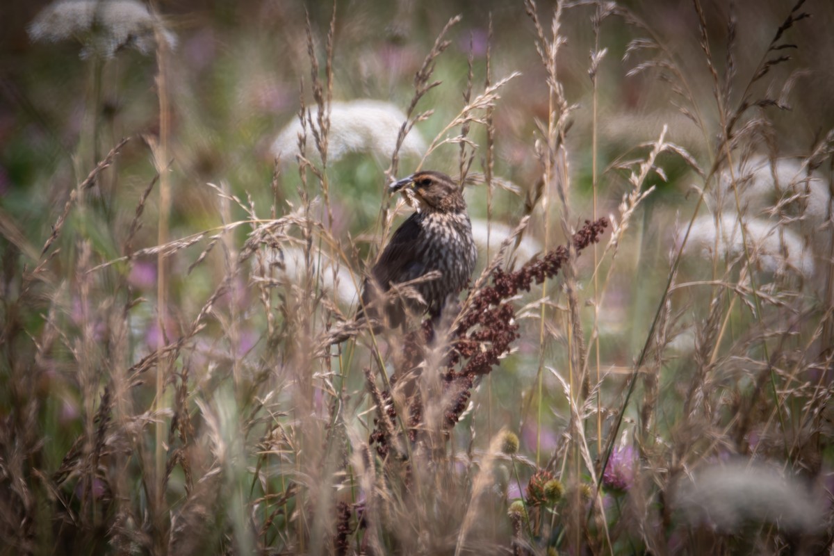 Red-winged Blackbird - ML620757470