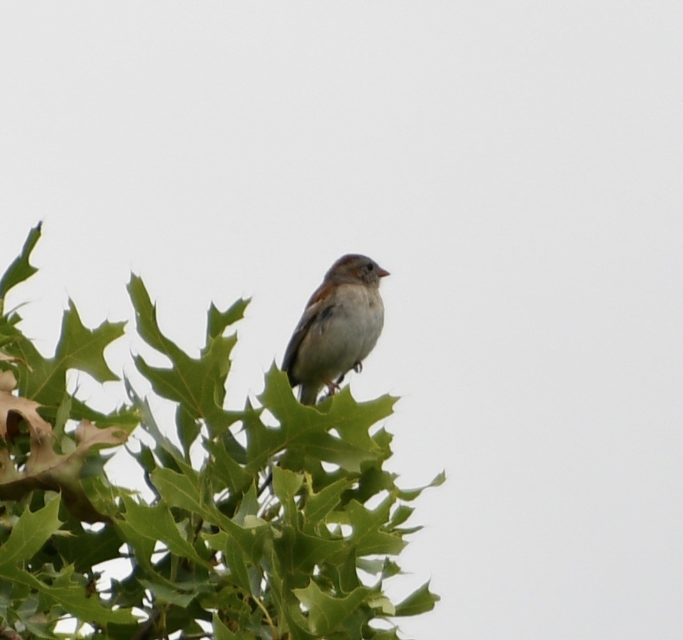 Field Sparrow - ML620757472