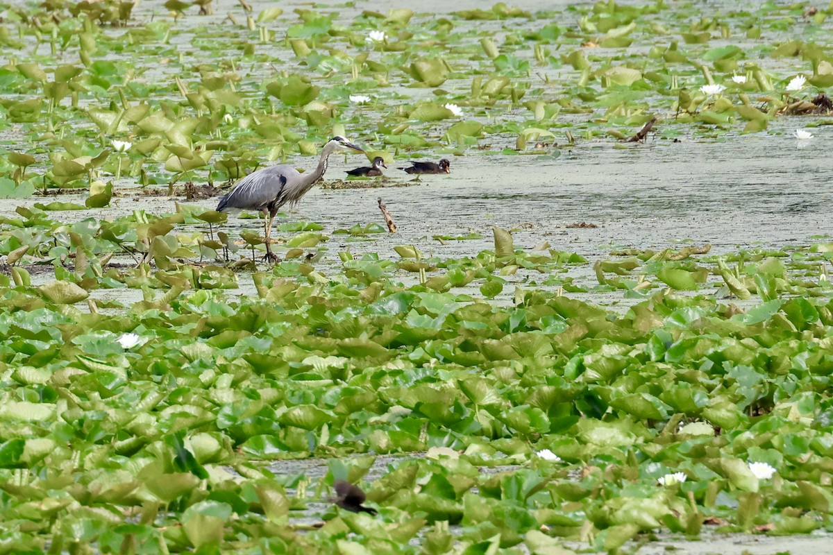 Great Blue Heron - ML620757474