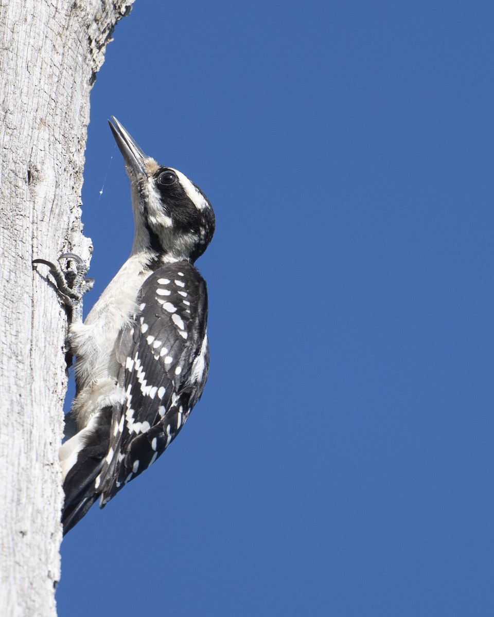 Hairy Woodpecker - ML620757475