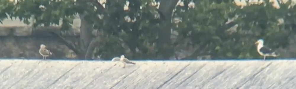 Lesser Black-backed Gull - ML620757483