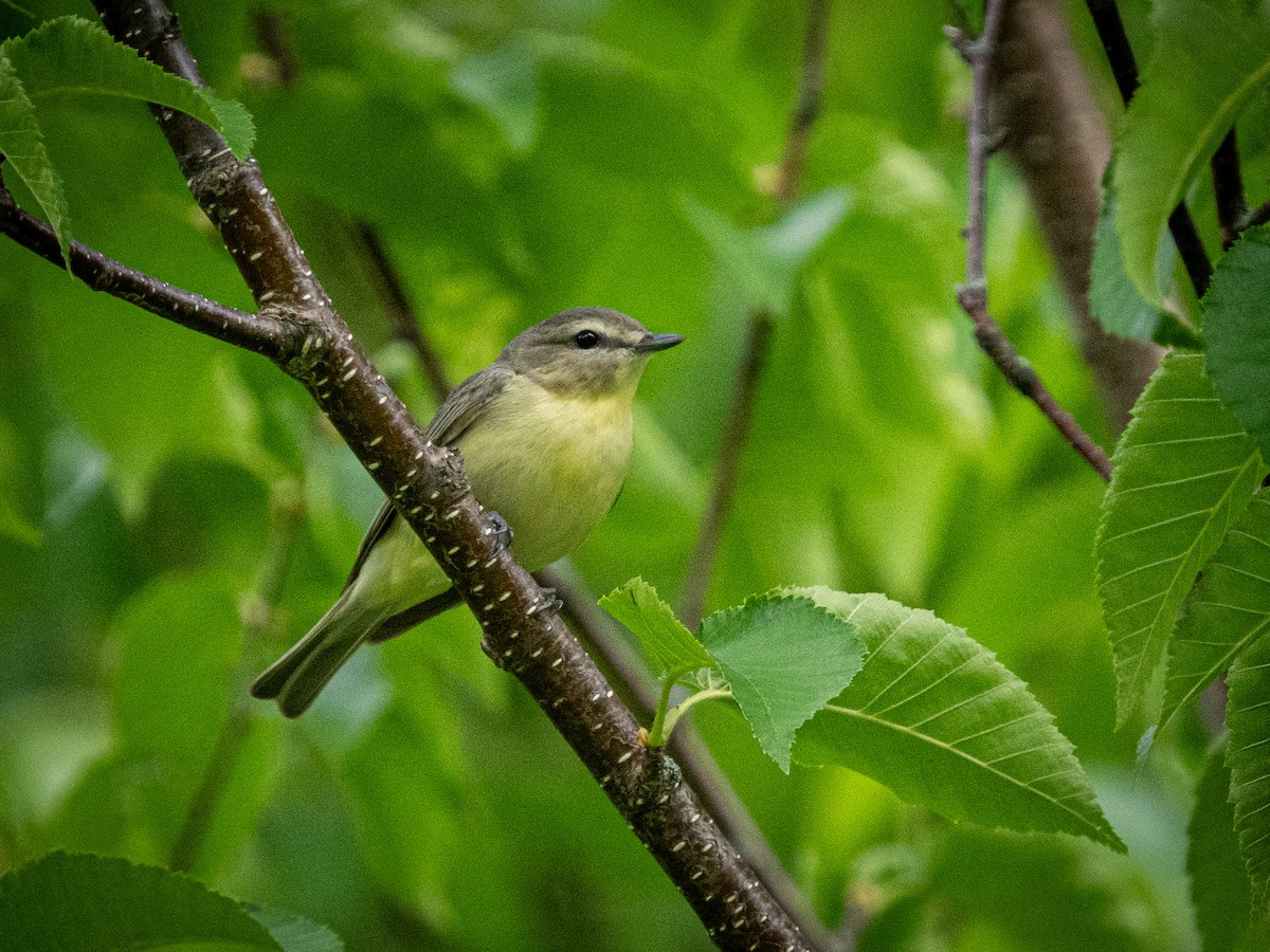 Philadelphia Vireo - ML620757485