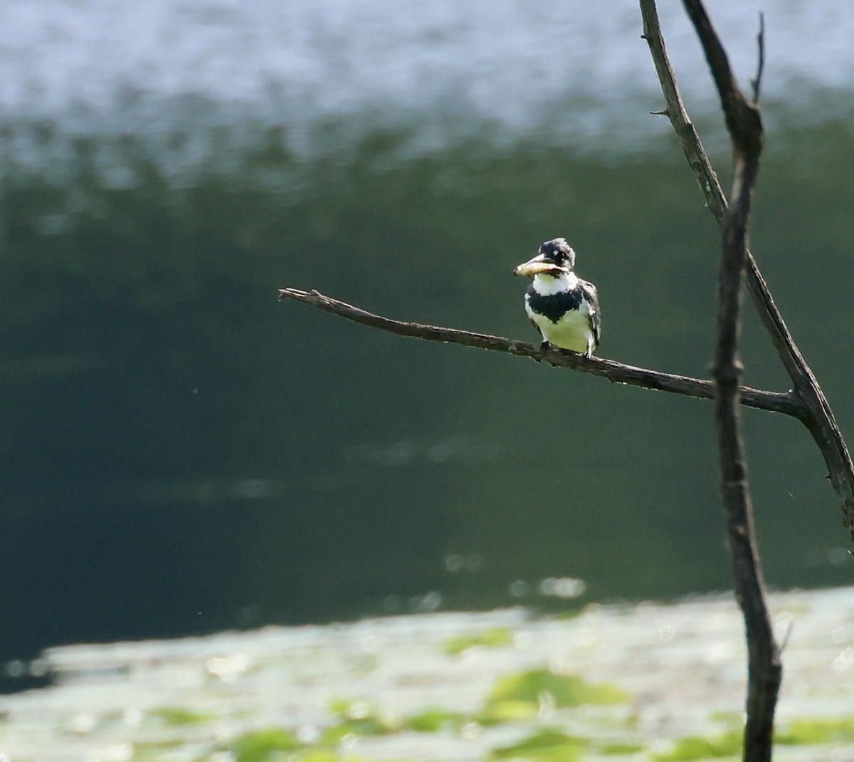 Belted Kingfisher - ML620757489