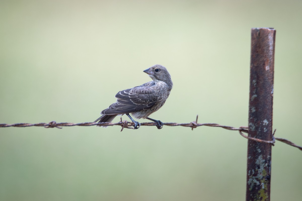 Brown-headed Cowbird - ML620757495