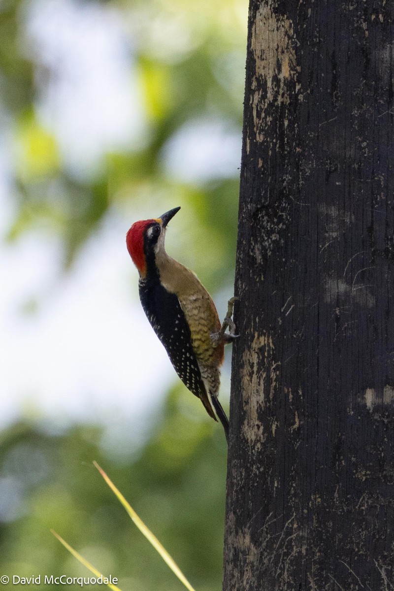 Black-cheeked Woodpecker - ML620757500
