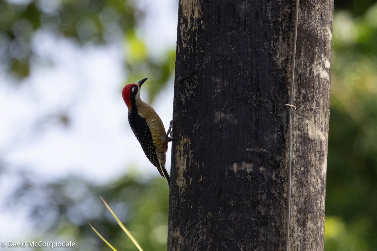 Black-cheeked Woodpecker - David McCorquodale