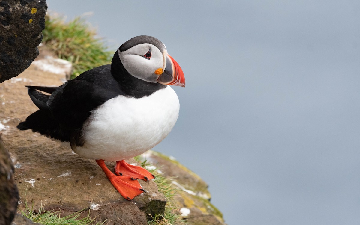 Atlantic Puffin - ML620757508