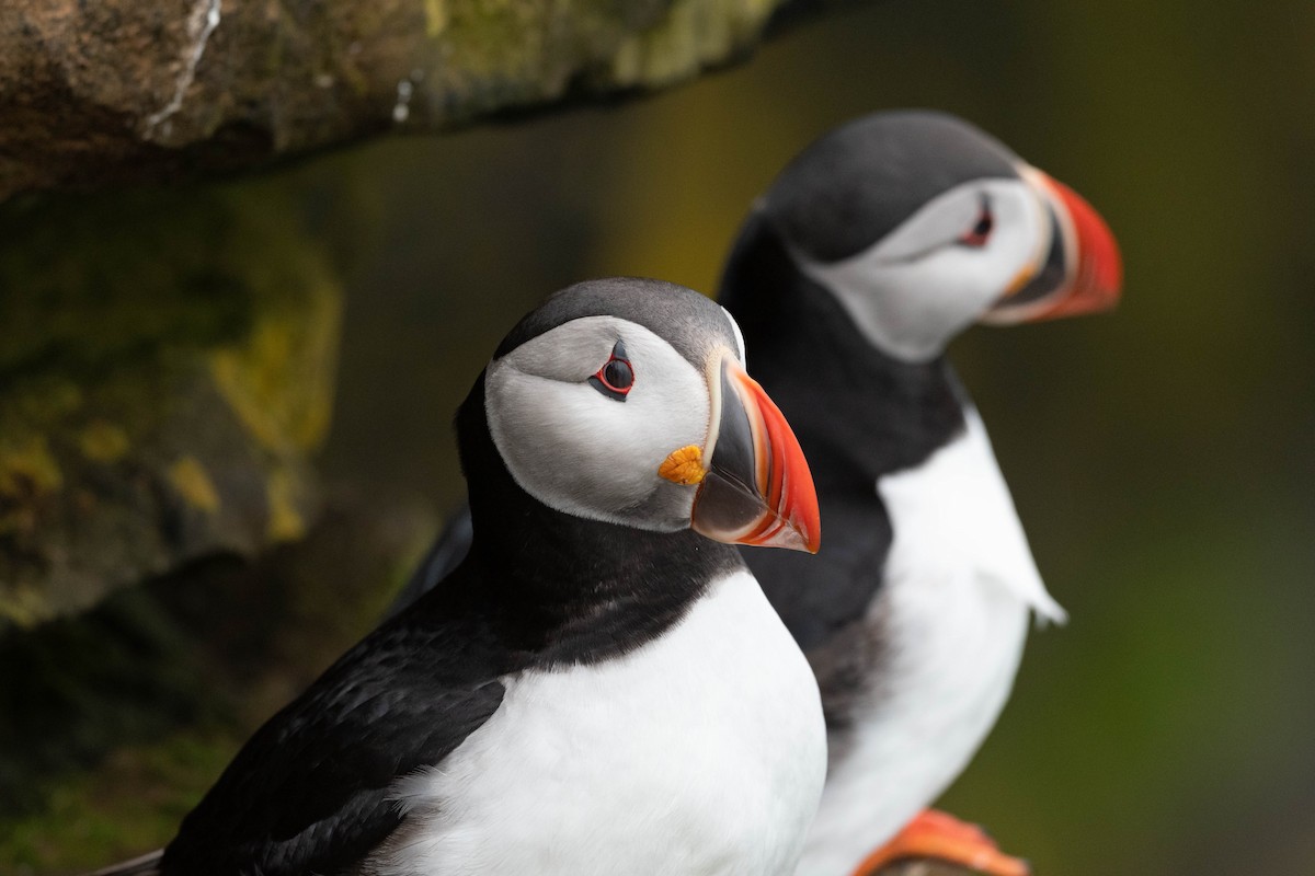 Atlantic Puffin - ML620757509