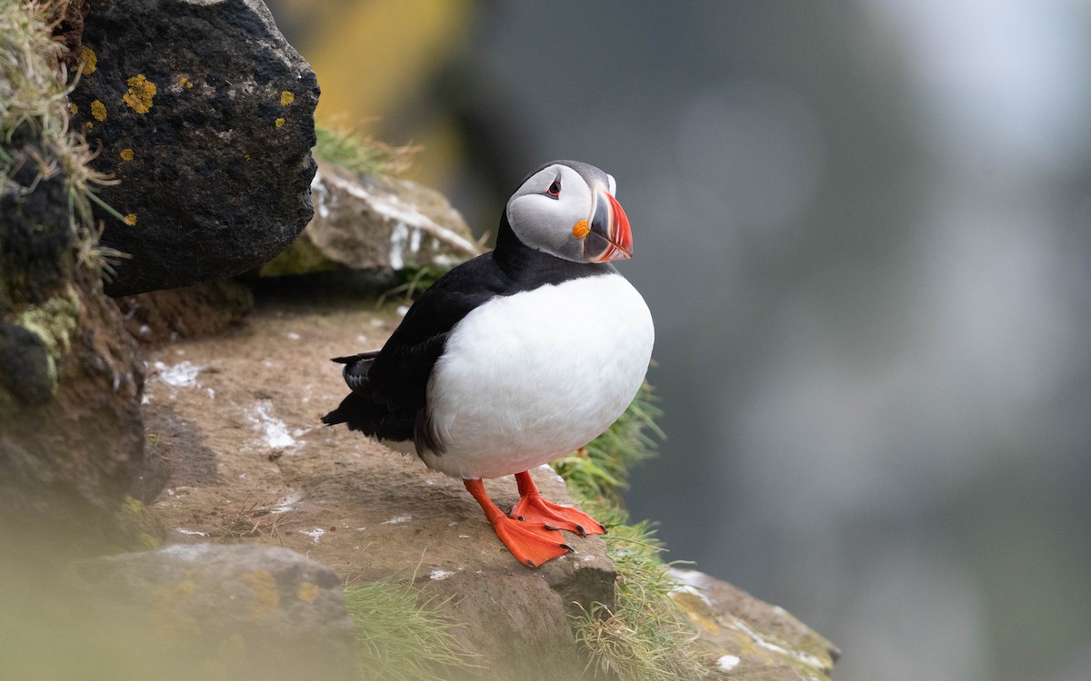 Atlantic Puffin - ML620757511