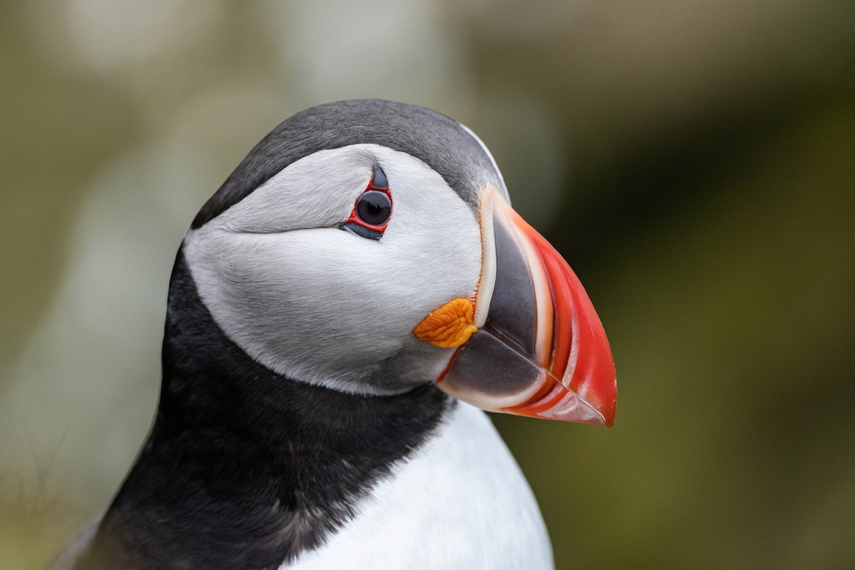 Atlantic Puffin - Andra Florea