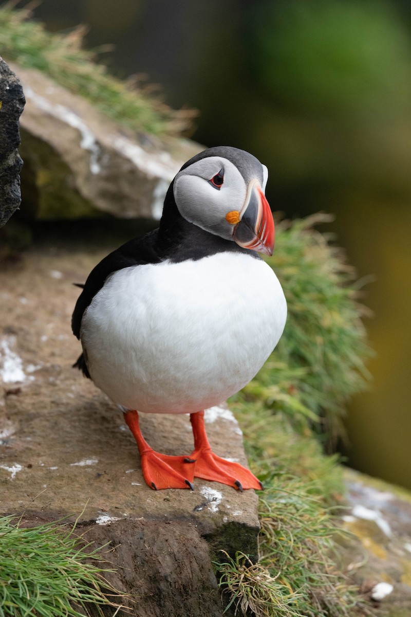 Atlantic Puffin - ML620757518