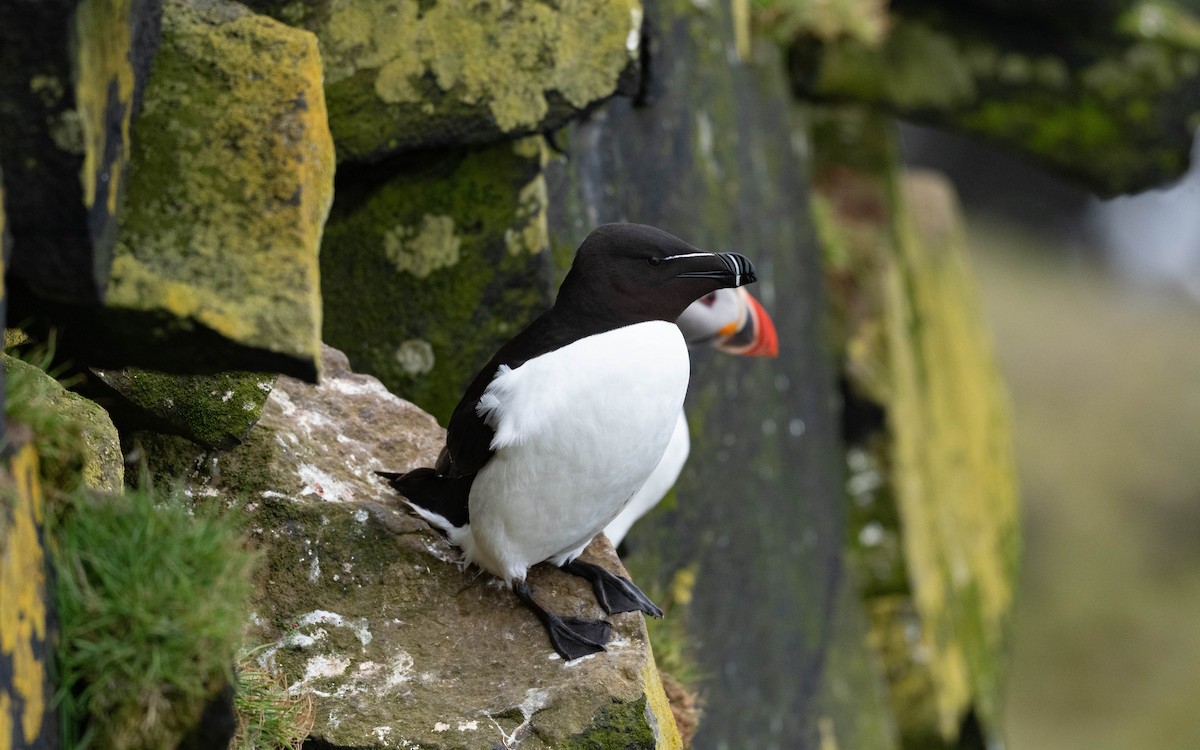 Razorbill - ML620757521