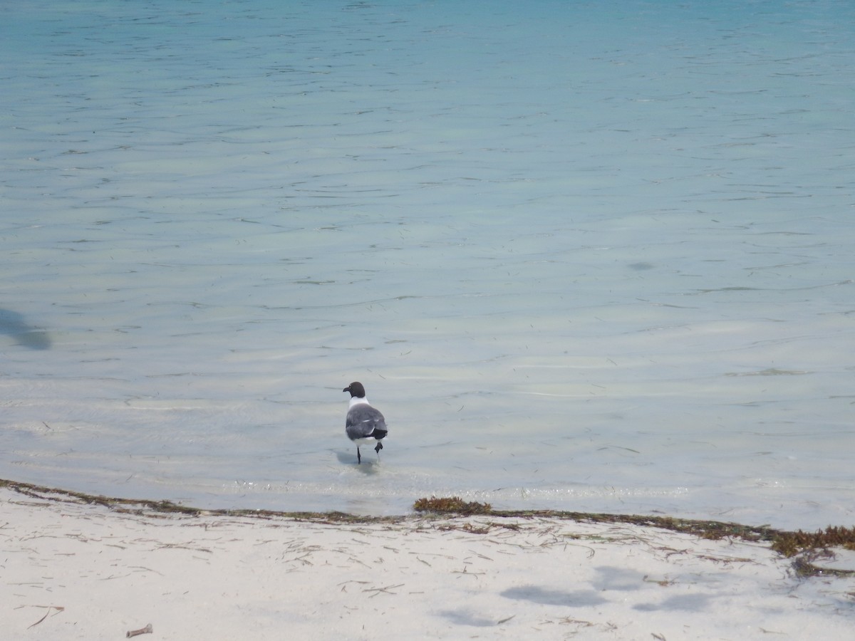 Laughing Gull - ML620757523