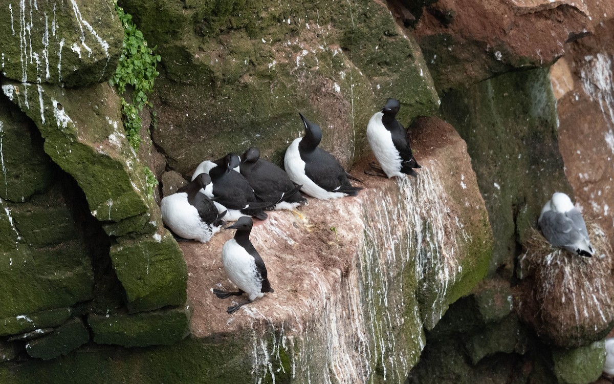 Thick-billed Murre - ML620757526