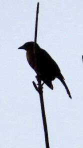 Common Grackle - ML620757533