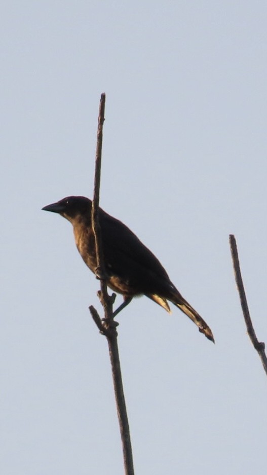 Common Grackle - ML620757534