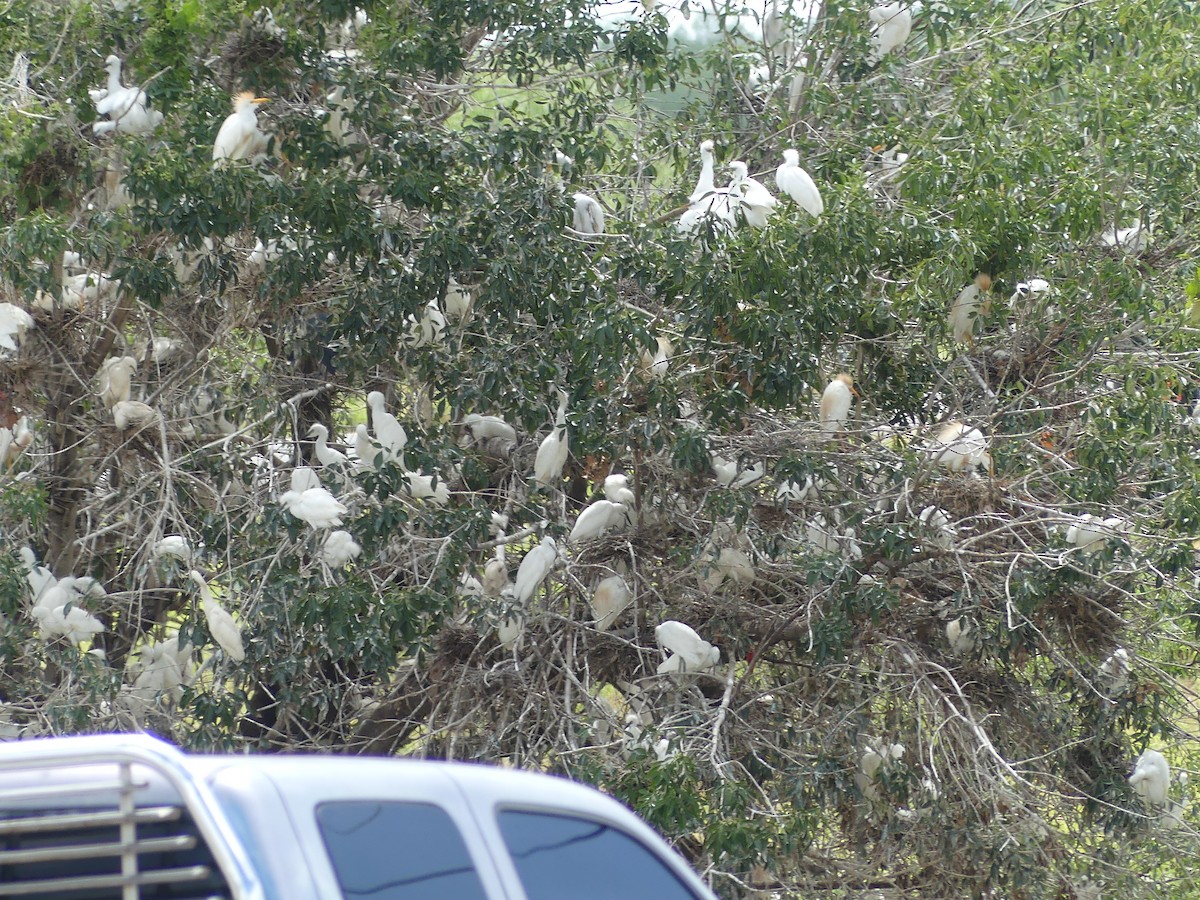 Western Cattle Egret - ML620757538