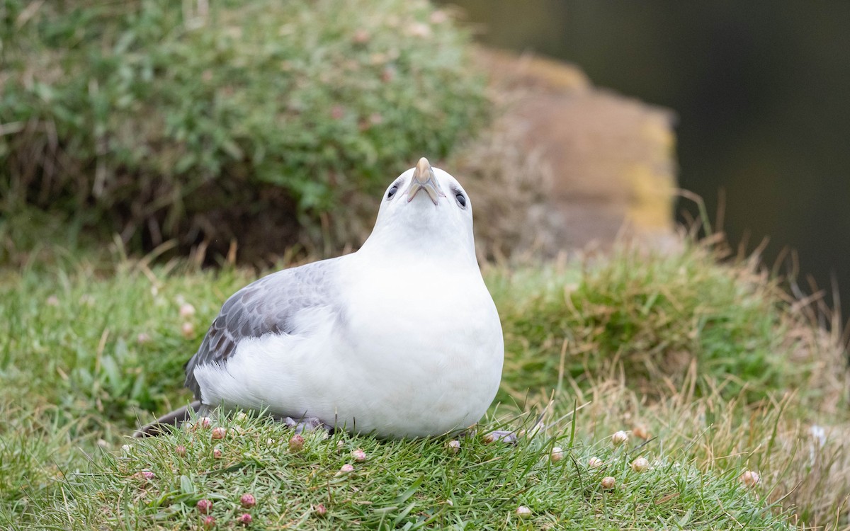 フルマカモメ（glacialis／auduboni） - ML620757540