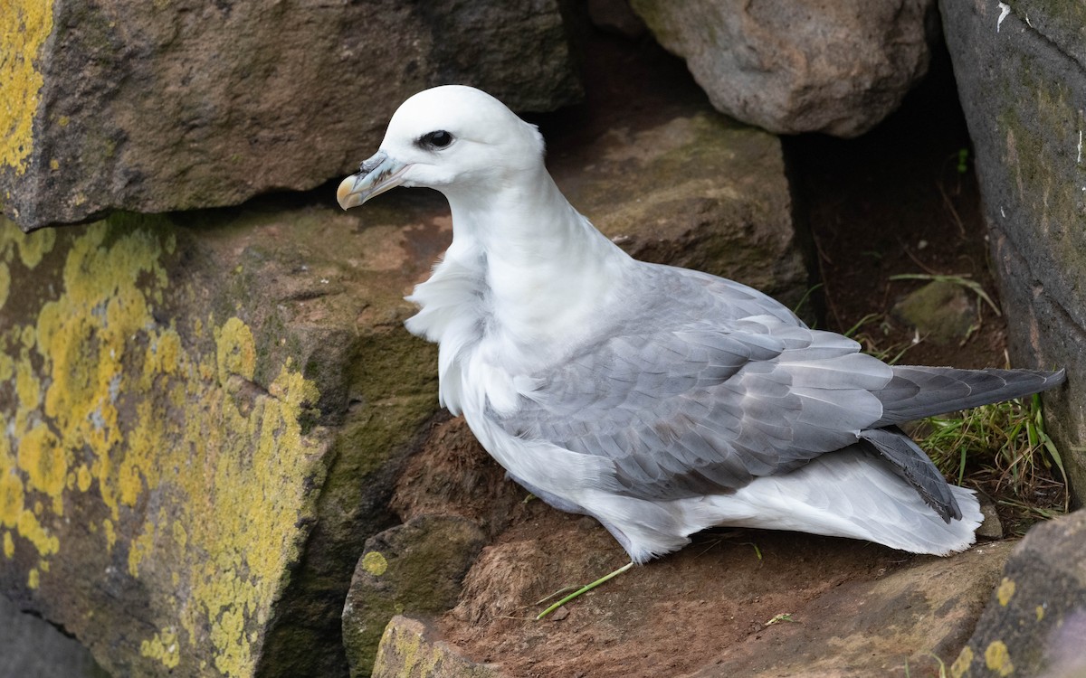 Fulmar Boreal (Atlántico) - ML620757542