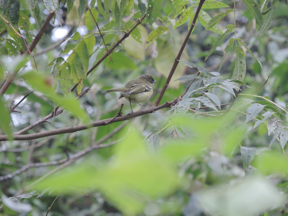 Mottle-cheeked Tyrannulet - ML620757544