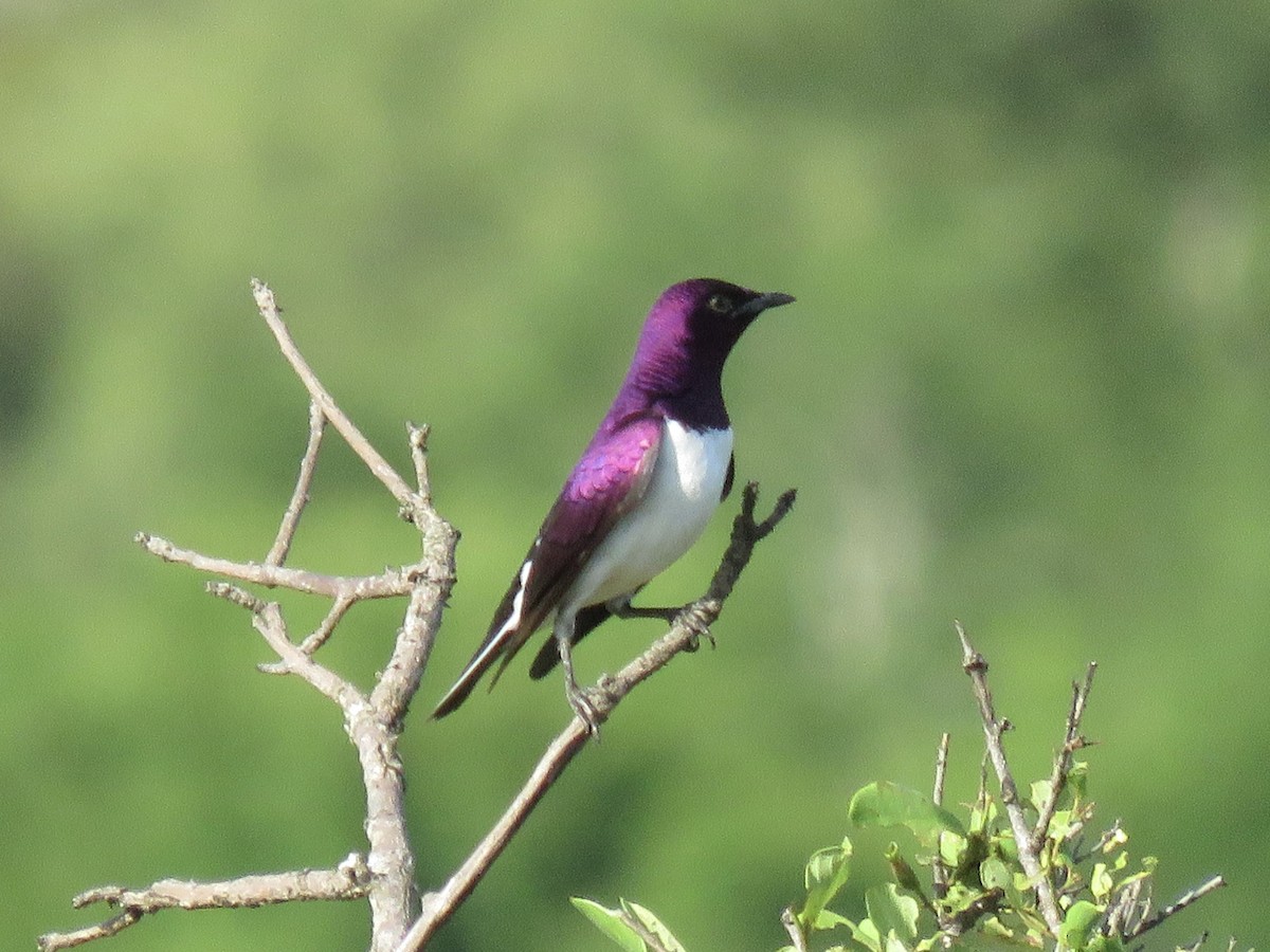 Violet-backed Starling - ML620757547