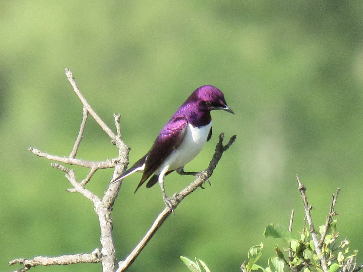 Violet-backed Starling - ML620757548