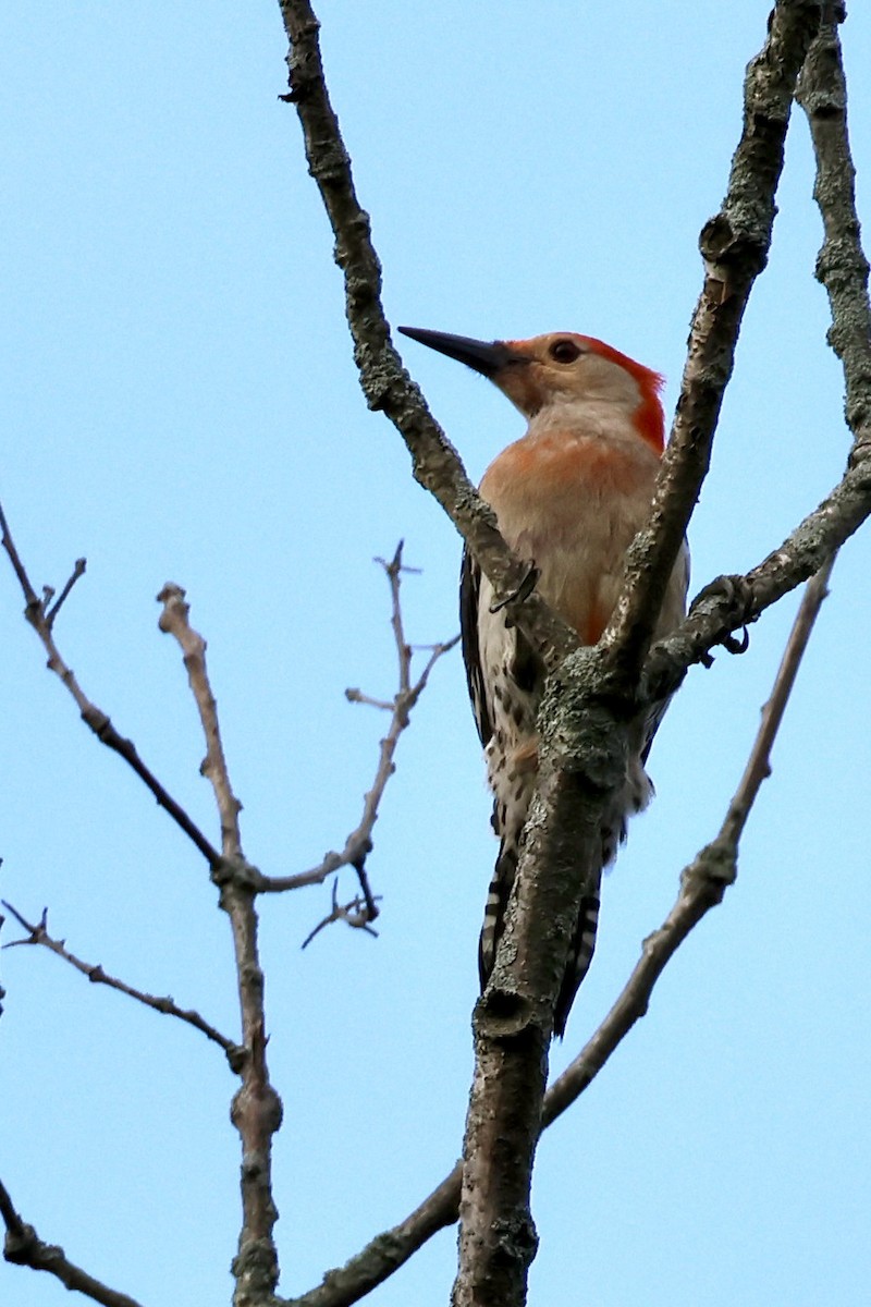 Red-bellied Woodpecker - ML620757549