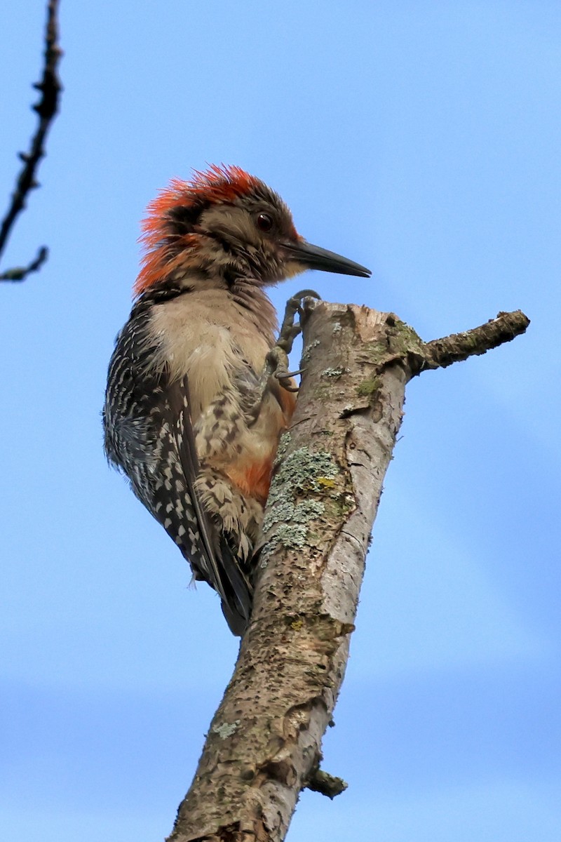 Red-bellied Woodpecker - ML620757550