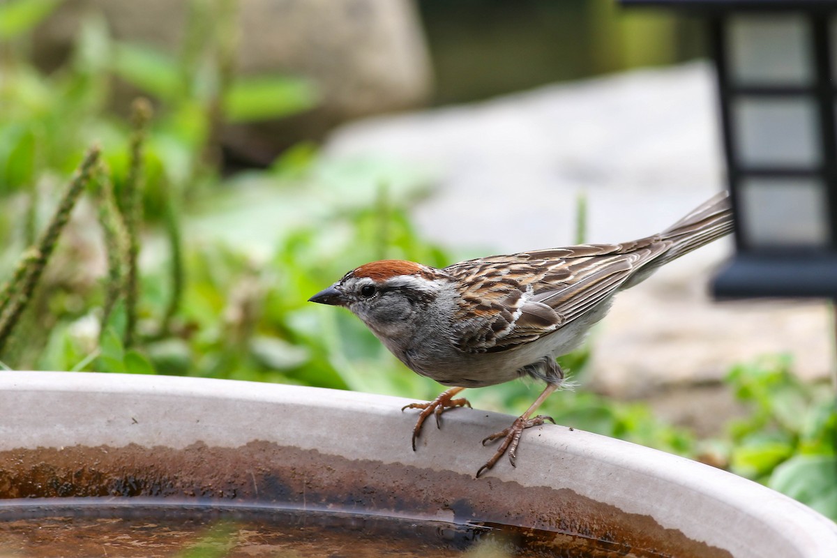 Chipping Sparrow - ML620757555