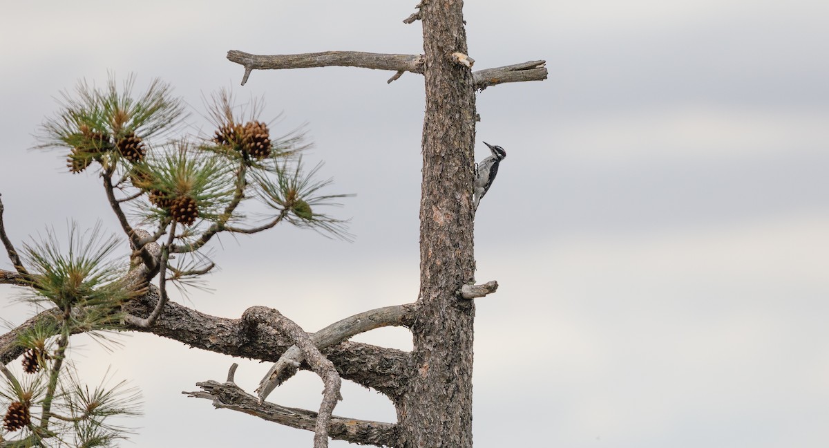 Hairy Woodpecker (Rocky Mts.) - ML620757556