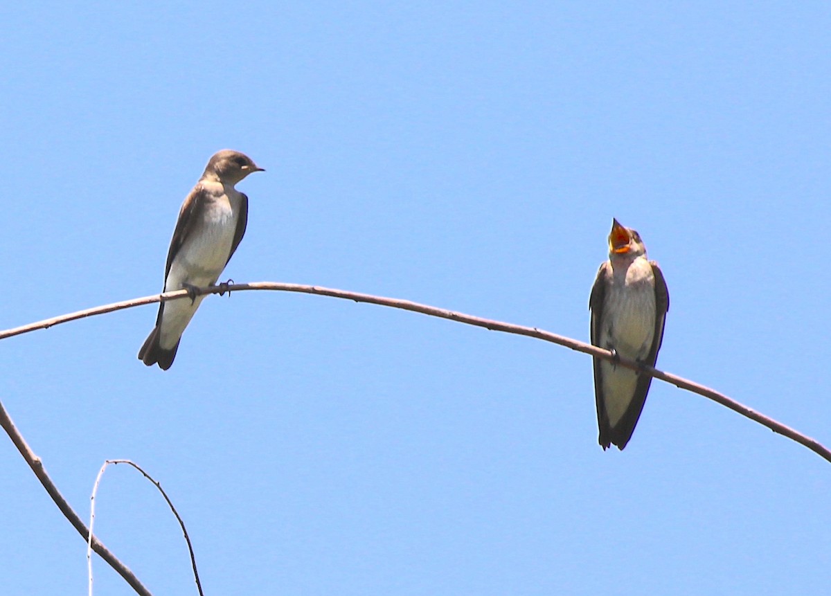 Northern Rough-winged Swallow - ML620757557