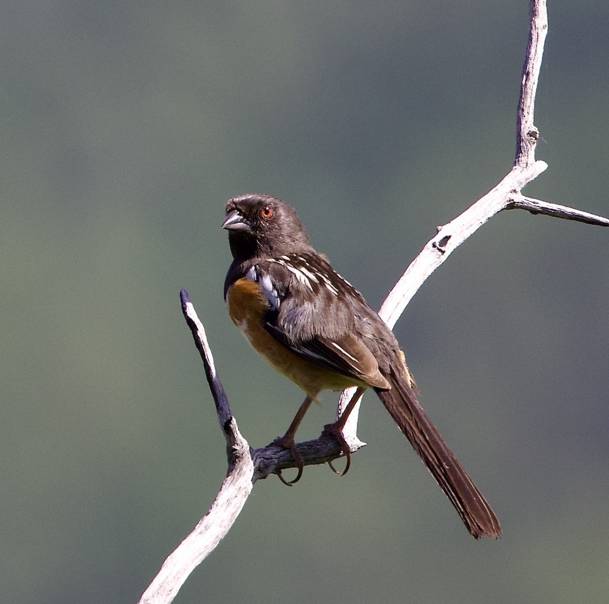 Spotted Towhee - ML620757558