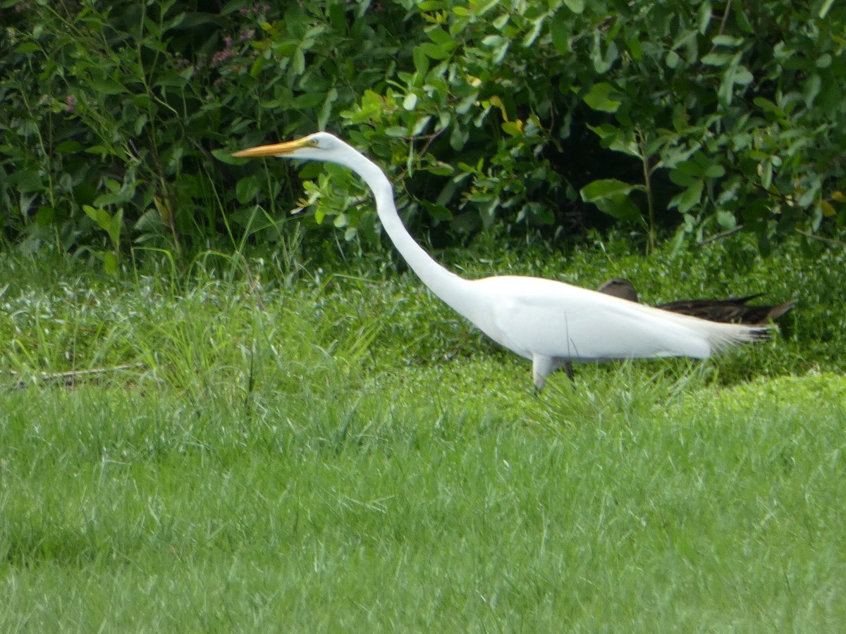 Great Egret - ML620757559