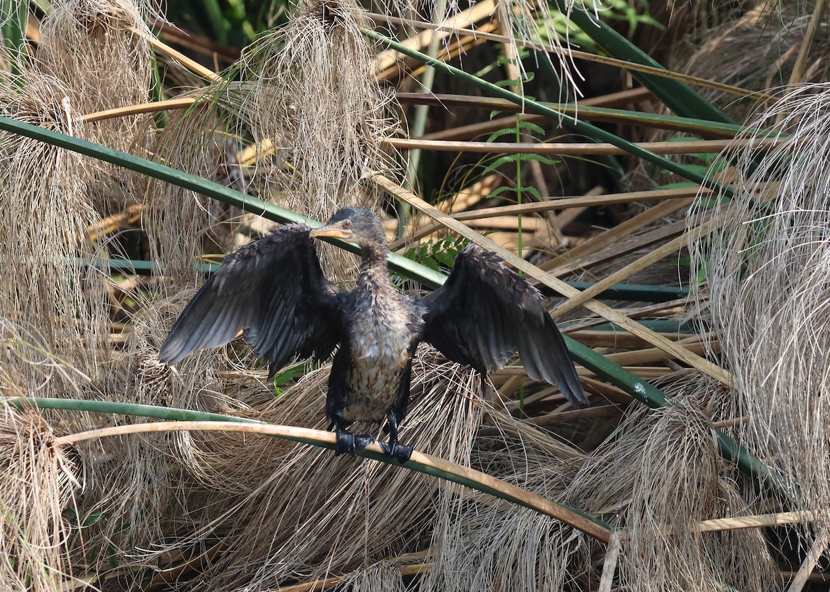 Long-tailed Cormorant - ML620757560