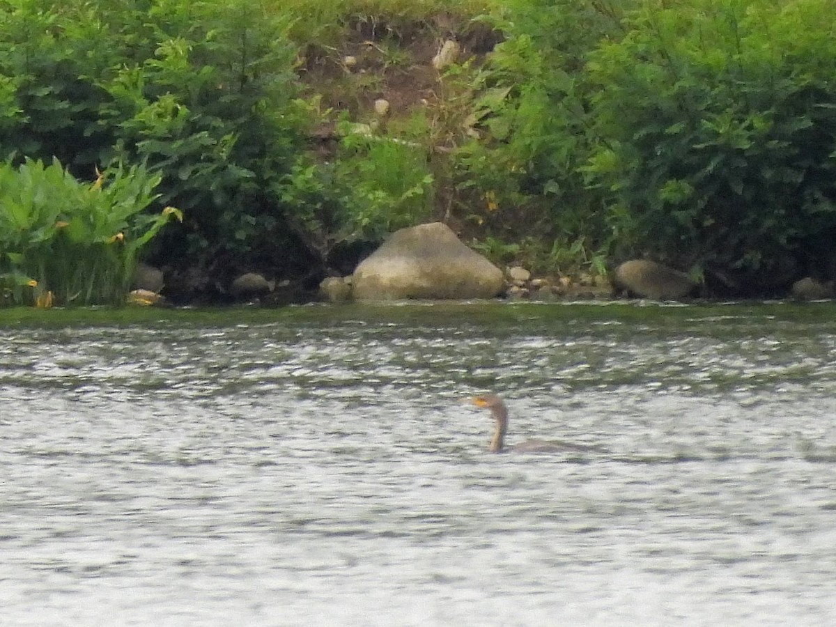 Cormorán Orejudo - ML620757579