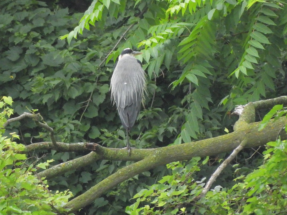 Great Blue Heron - ML620757581