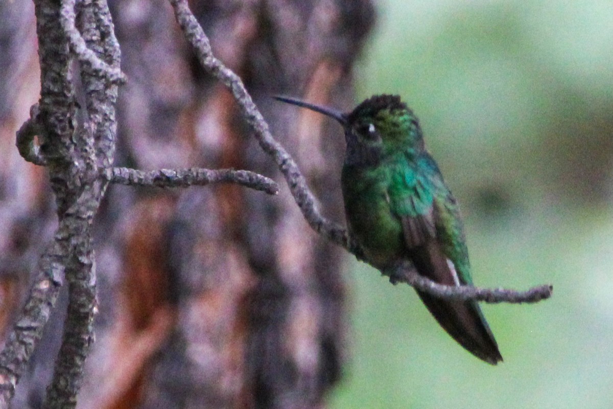 Rivoli's Hummingbird - John Wilson