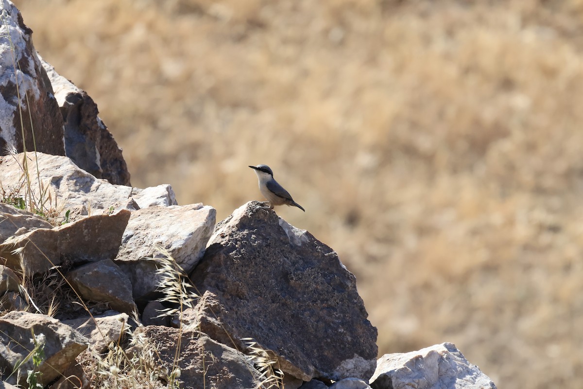 Western Rock Nuthatch - ML620757587