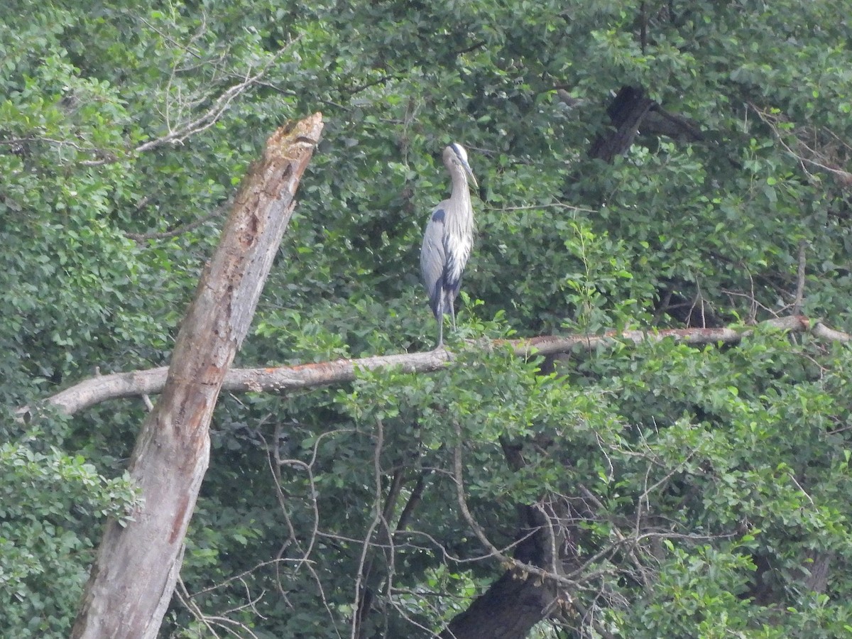 Great Blue Heron - ML620757593