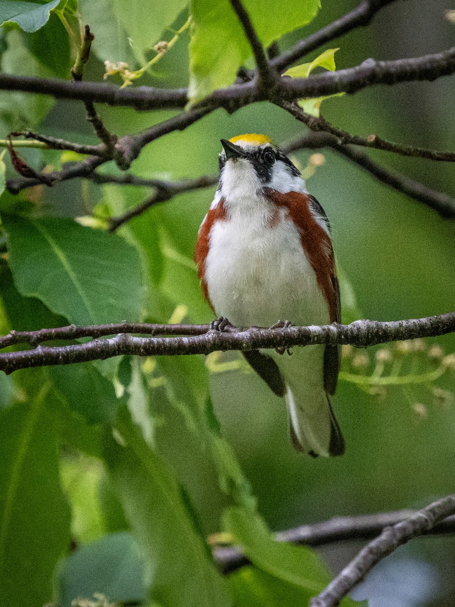 Chestnut-sided Warbler - ML620757595