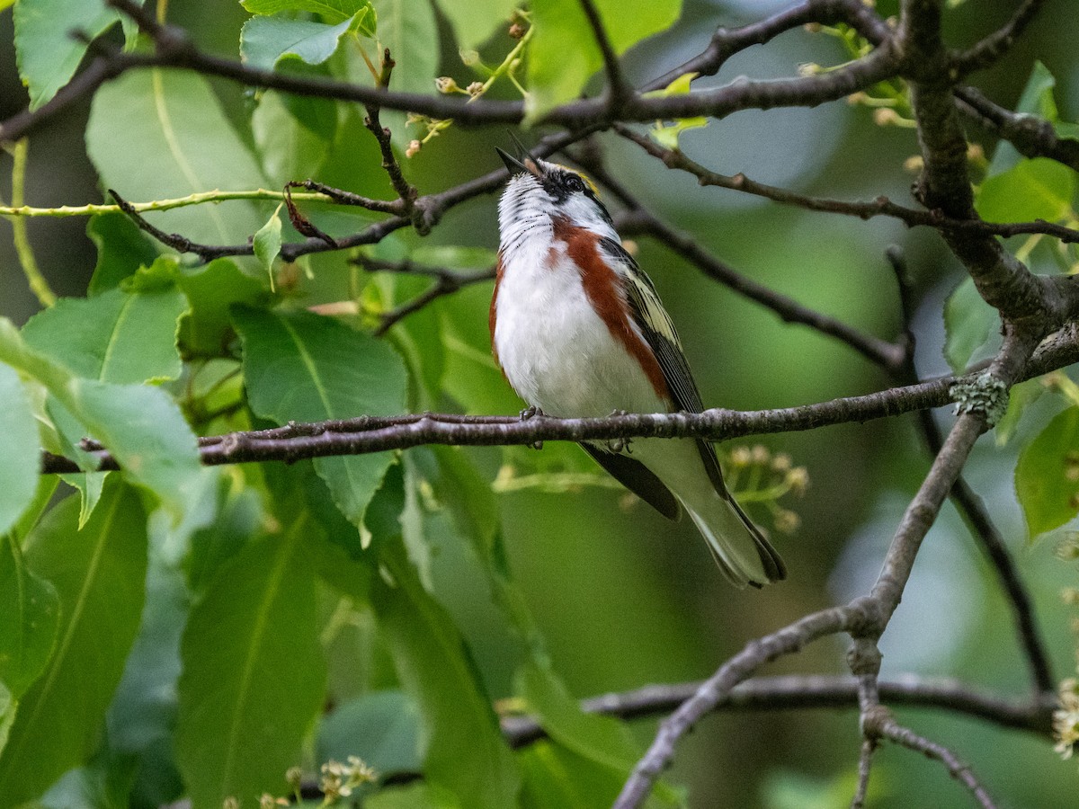 Chestnut-sided Warbler - ML620757596