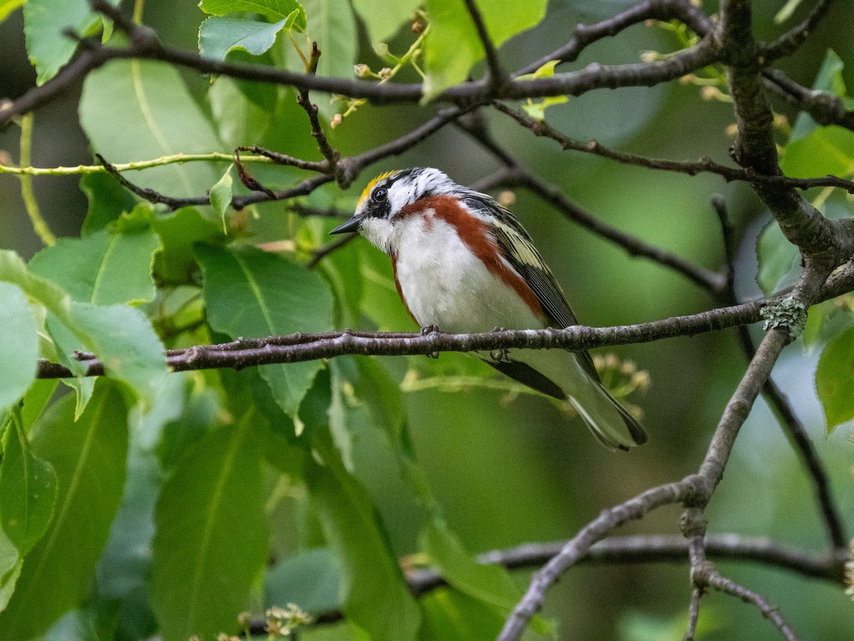 Chestnut-sided Warbler - ML620757597